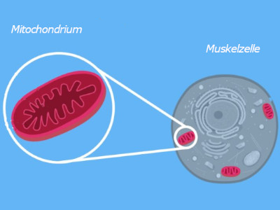 Mitochondrien